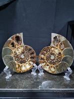 Very large cut Ammonite Aioloceras sp. - Hoogte: 128 mm -