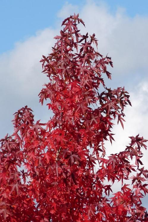 Amberboom Liquidambar in pot 80-120 cm, Tuin en Terras, Planten | Bomen, In pot, Ophalen