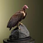 Kapgier Taxidermie Opgezette Dieren By Max, Verzamelen, Dierenverzamelingen, Ophalen of Verzenden, Nieuw, Vogel, Opgezet dier