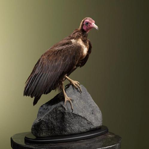 Kapgier Taxidermie Opgezette Dieren By Max, Verzamelen, Dierenverzamelingen, Opgezet dier, Nieuw, Vogel, Ophalen of Verzenden