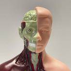 Anatomisch model - kunststof - Tweede helft 20e eeuw -, Antiek en Kunst, Curiosa en Brocante