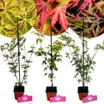 Acer palmatum + Pot 9cm 3 stuks, Tuin en Terras, Planten | Fruitbomen, Halfschaduw, Verzenden