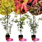 Acer palmatum + Pot 9cm 3 stuks, Verzenden, Halfschaduw