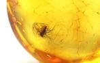 Authentieke Baltische amber met fossiele, Nieuw