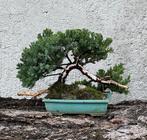 Jeneverbes bonsai (Juniperus) - Hoogte (boom): 18 cm -