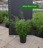 Goedkope Bamboe Haagplanten | Niet Woekerend | Reuzenbamboe, Ophalen of Verzenden, Bloeit niet, In pot, Overige soorten