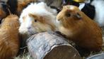 Lieve jonge cavias in verschillende kleuren! Goed advies., Dieren en Toebehoren, Cavia, Meerdere dieren, Tam