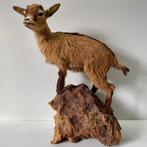Gedomesticeerde Dwerggeit Taxidermie volledige montage -, Nieuw