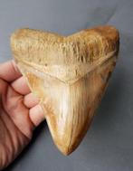 Megalodon - Fossiele tand - 142 mm, Verzamelen