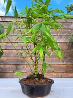 Boeddhas buik bamboe (Bambusa ventricosa) bonsai - Hoogte