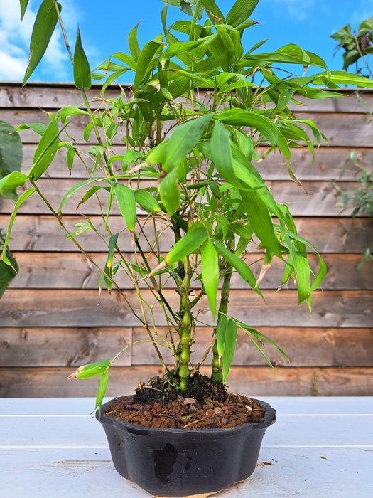 Boeddhas buik bamboe (Bambusa ventricosa) bonsai - Hoogte, Antiek en Kunst, Curiosa en Brocante