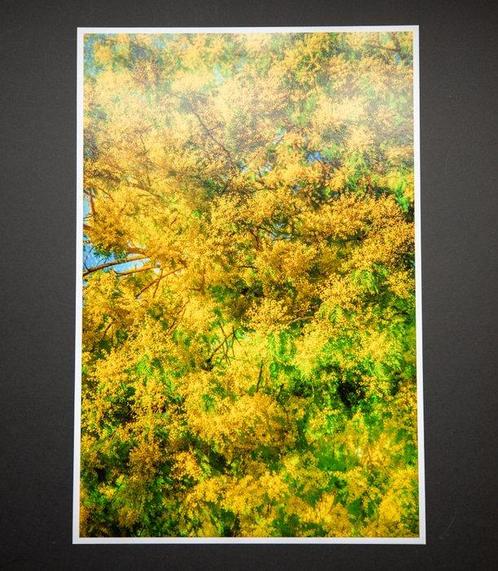 Viet Ha Tran - Portrait of spring, Antiek en Kunst, Kunst | Designobjecten