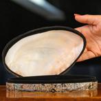 Exquise sieradendoos: Panapea schelp met zwart fluweel en, Antiek en Kunst
