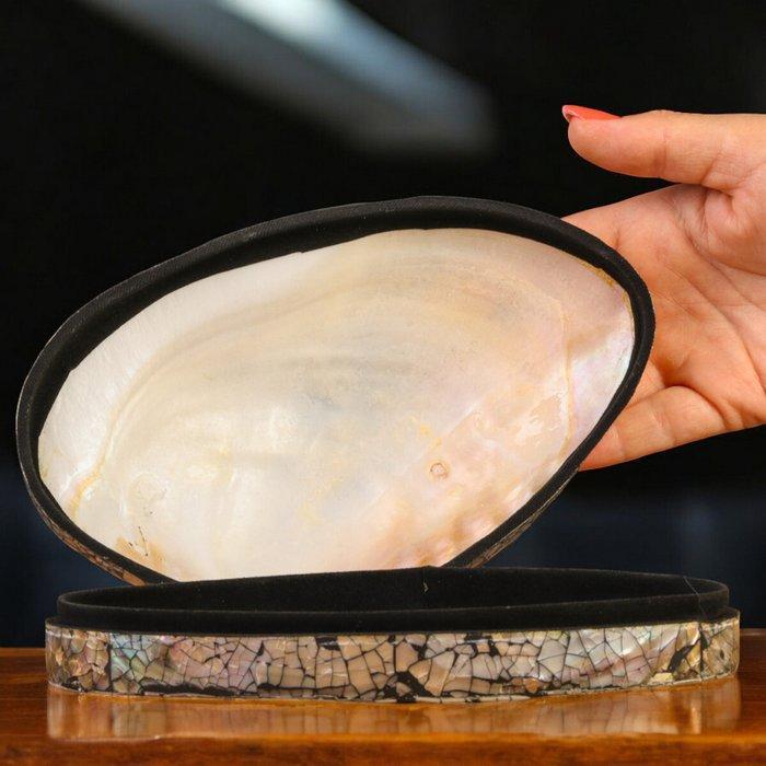 Exquise sieradendoos: Panapea schelp met zwart fluweel en, Antiek en Kunst, Curiosa en Brocante