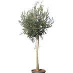 Olijfboom - op hoge stam - Omtrek: 5-10 cm | Hoogte: 200 cm, Tuin en Terras, Planten | Bomen, Ophalen of Verzenden