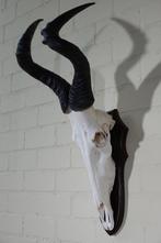 Hartebeest skull Schedel - Alcelaphus buselaphus - 37 cm -, Antiek en Kunst