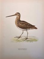 Von Wright brothers & Bror Halberg - Common snipe, Nieuw