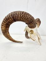 Very big mouflon skull Schedel - Ovis orientalis - 28 cm -, Verzamelen, Dierenverzamelingen, Nieuw