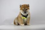 SHiba Inu pups te koop, Belgisch Shiba fokker, Parvo, België, Overige rassen, 8 tot 15 weken