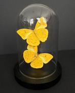 Oranje-barrige Sulphur-butterflies onder een koepel, Nieuw