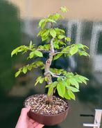 Carpinus bonsai (Carpinus) - Hoogte (boom): 40 cm - Diepte, Antiek en Kunst