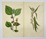 0 William Curtis - Set of 2 Botanical Prints – Burdock &
