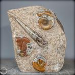 Natuurlijke Orthoceras-fossielen - paleontologische schatten