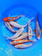 Hirasawa Marusei  32-40 cm (Japanse Koi), Dieren en Toebehoren, Vissen | Vijvervissen, Karper of Koi