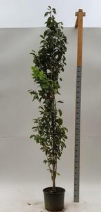 Prunus serrulata Amanogawa beveerd 10/12, Tuin en Terras