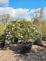 Rhododendron Cunningham  s White, Ophalen