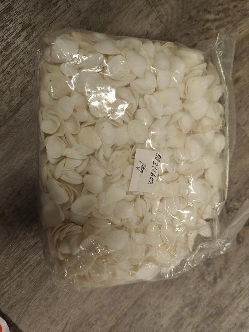 White Cay Cay – 1 kg – Witte schelpen 1 kilo, Hobby en Vrije tijd, Knutselen, Nieuw, Ophalen of Verzenden
