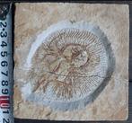 Vis - Fossiele plaatmatrix - cyclobatis