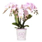 Kolibri Orchids | roze orchidee Portugal + Malaga sierpot ro, Verzenden, Nieuw