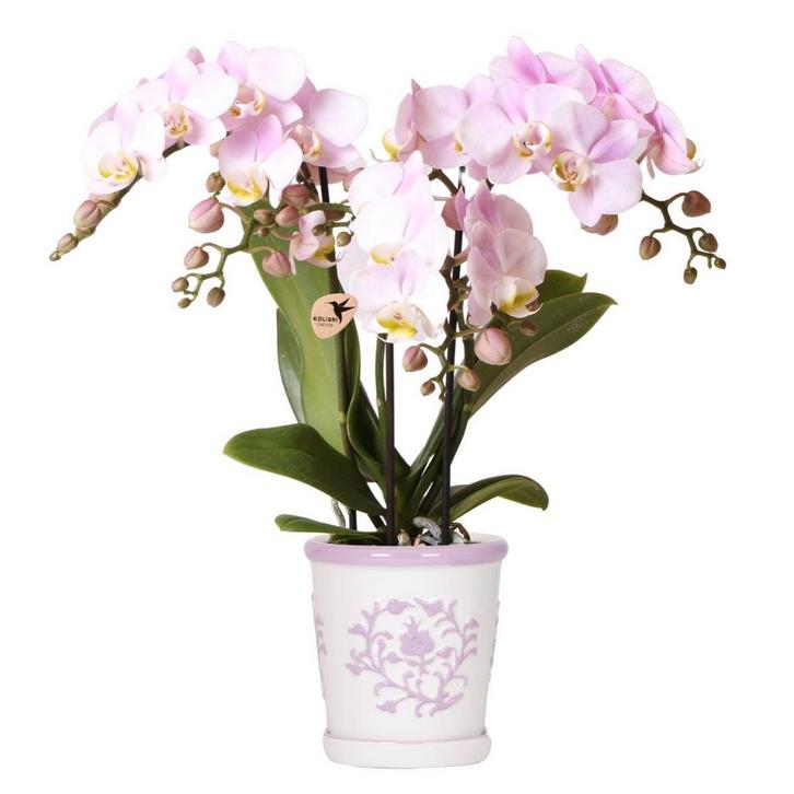 Kolibri Orchids | roze orchidee Portugal + Malaga sierpot ro, Huis en Inrichting, Woonaccessoires | Wanddecoraties, Nieuw, Verzenden