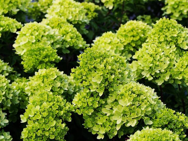 Hydrangea paniculata Little Lime + pot 19cm, Tuin en Terras, Planten | Tuinplanten, Verzenden