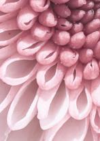 Inna Etuvgi - Pink Vortex of Bloom