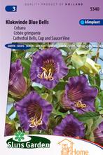 Klokwinde Blue Bells Cobaea Bloemen Zaden voor de Tuin:, Tuin en Terras, Bloembollen en Zaden, Verzenden