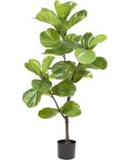 Kunstplant Ficus Tabaksplant | 125cm, Ophalen, Nieuw
