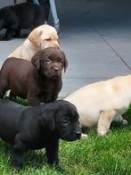 Labrador pups zwart/bruin/blond STAMBOOM ERKEND KENNEL, Dieren en Toebehoren, Honden | Retrievers, Spaniëls en Waterhonden, Parvo