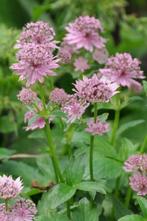 Zeeuws knoopje Astrantia major Pink Pride 5-10 Pot P9