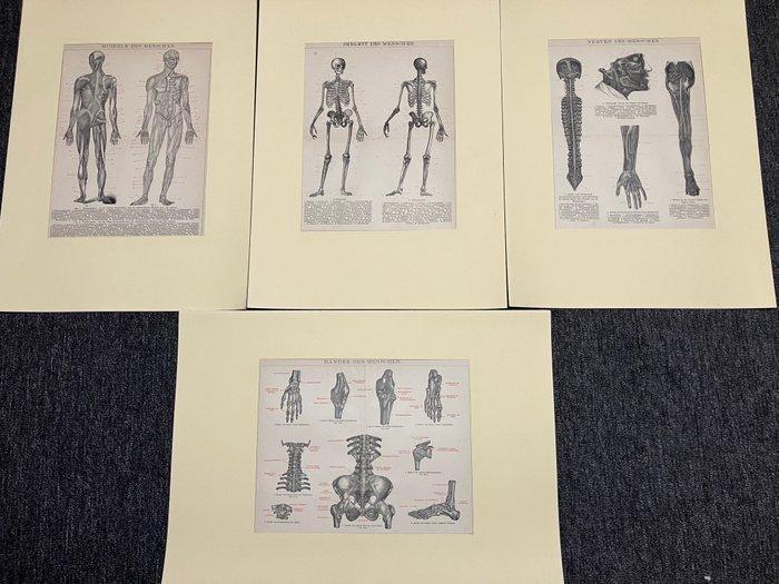 Anatomisch model (4) - Papier - 1920-1930 - Duitse, Antiek en Kunst, Curiosa en Brocante