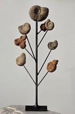 Fossiel fragment - stromatolite and Ammonites - 65 cm