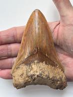 Megalodon tand 11,8 cm - Fossiele tand - Carcharocles, Antiek en Kunst, Curiosa en Brocante