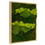 Vintlux Mosschilderij Lappenmos-Rendiermos-Bolmos 60x60 cm, Nieuw