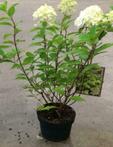 Hortensia, hydrangea Limelight, Little Lime, Boerenhortensia