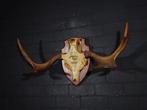 Large Northern Elk/Moose Schedel - Alces alces - 32 cm - 45, Nieuw