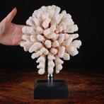 Exclusieve witte koraaltak - Elegante basis van hout en