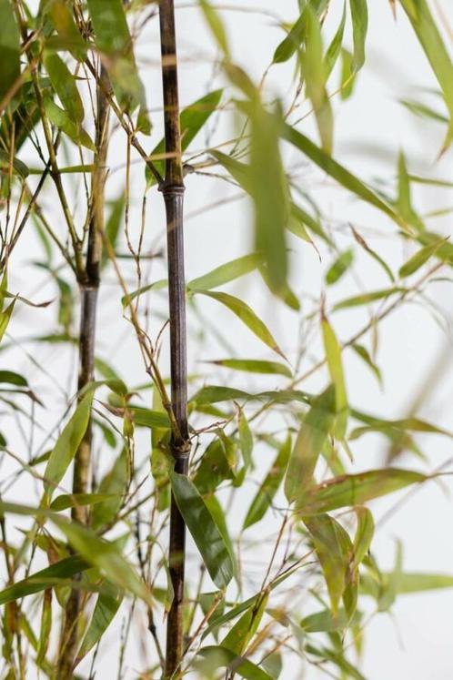 Zwarte Bamboe Phyllostachys Nigra Haag 80-100 Pot, Tuin en Terras, Planten | Struiken en Hagen