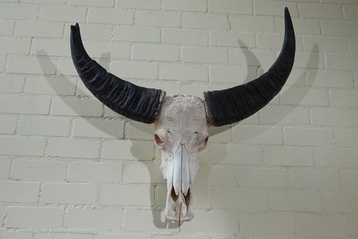 Australian Water Buffalo Schedel - Bubalus bubalis - 30 cm -, Verzamelen, Dierenverzamelingen