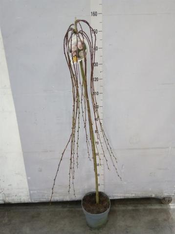 Salix caprea Kilmarnock - Hoogte 150cm - Potmaat 26cm beschikbaar voor biedingen